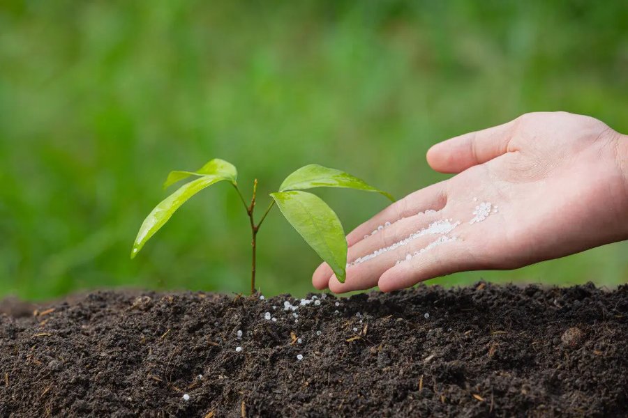 Mão aplicando fertilizante granulado ao pé de uma muda no solo